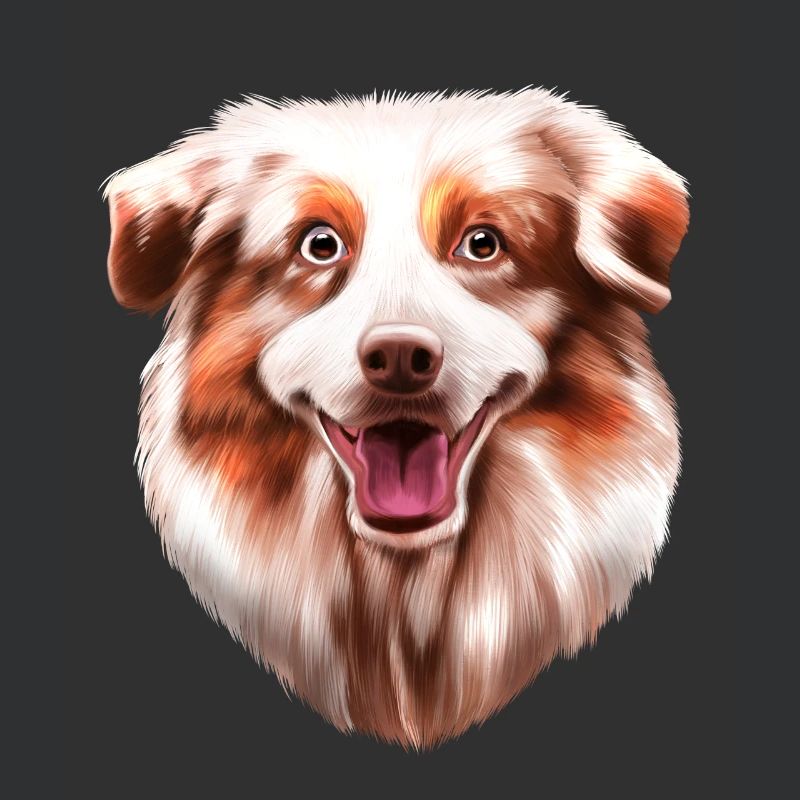 Australian Shepherd Aussie