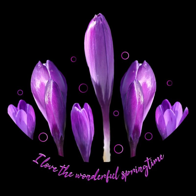 Crocuses Crocus