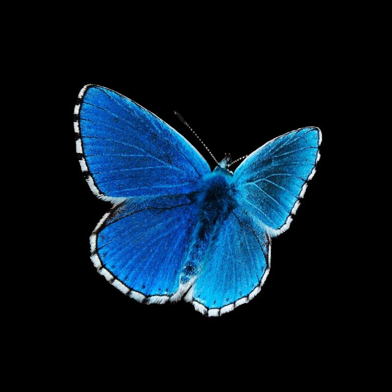 Blauer Morphofalter