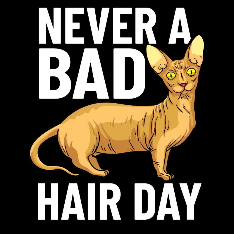 Sphynx Chat Sphinx Chaton sans poils Egypte