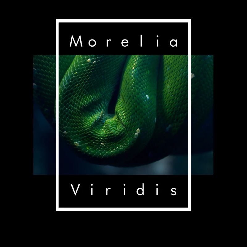 Green Tree Python Morelia Viridis Snake