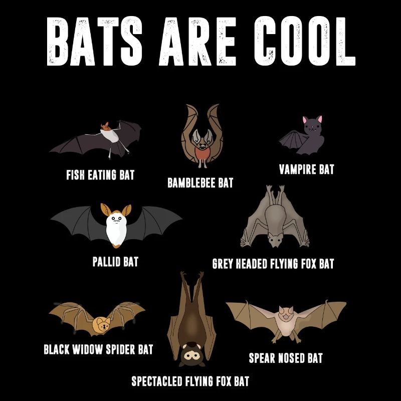 Fledermäuße sind cool, Vampire Fledermaus, Schule