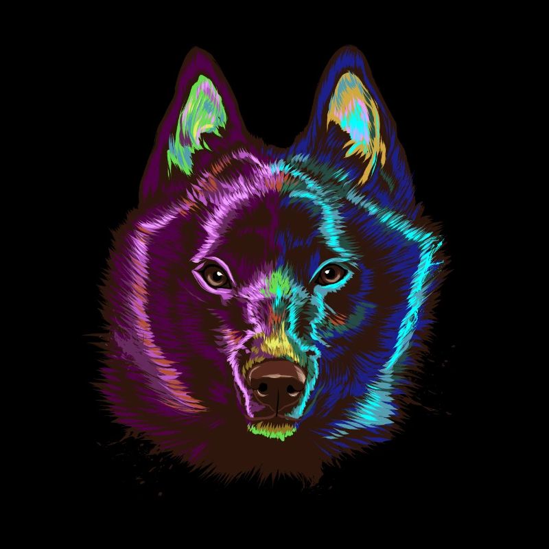 Splash Schipperke Dog
