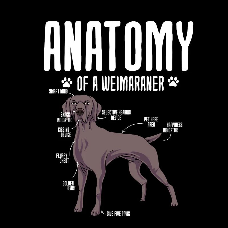 Weimaraner