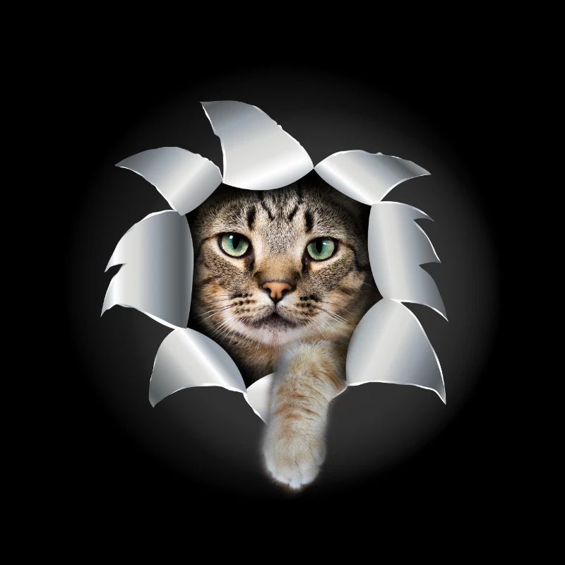 Mignon chatte patte déchirée mignon chat
