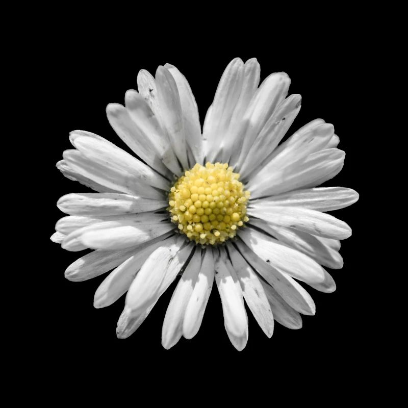 Gänseblümchen