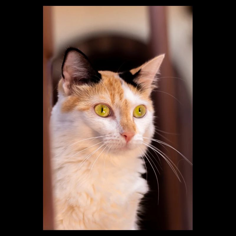 Katze