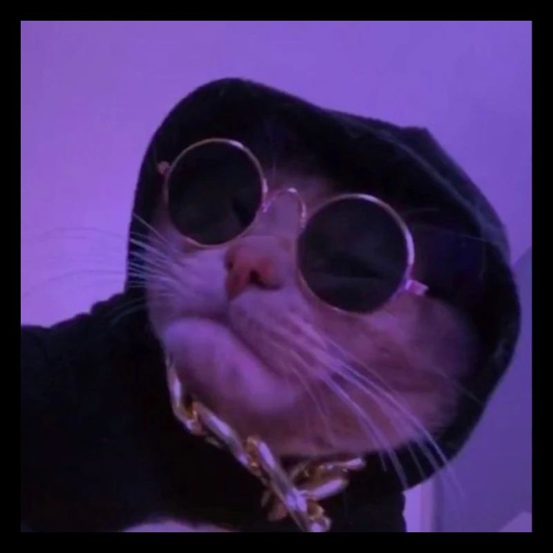 Cool Cat / Coole Katze