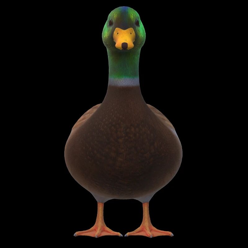 Duck front view