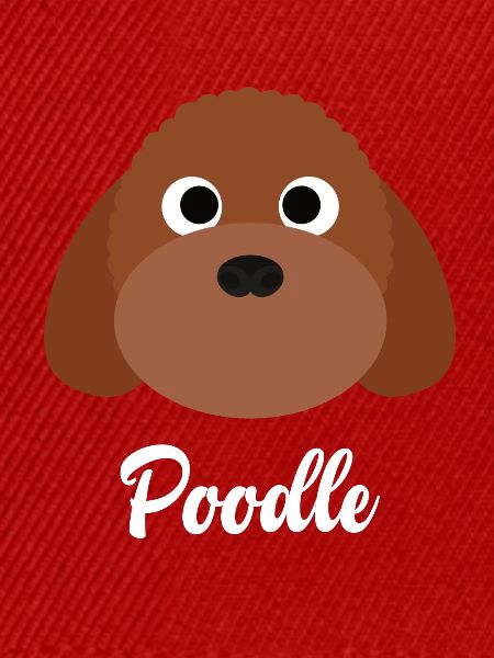 Pudel - Zwergpudel