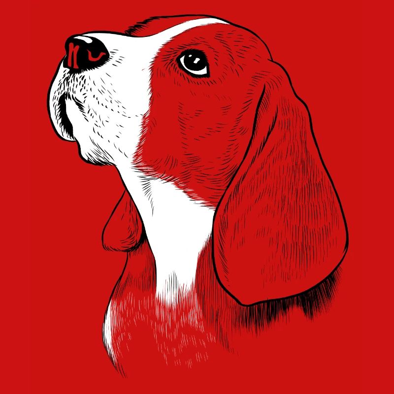 Beagle Hund
