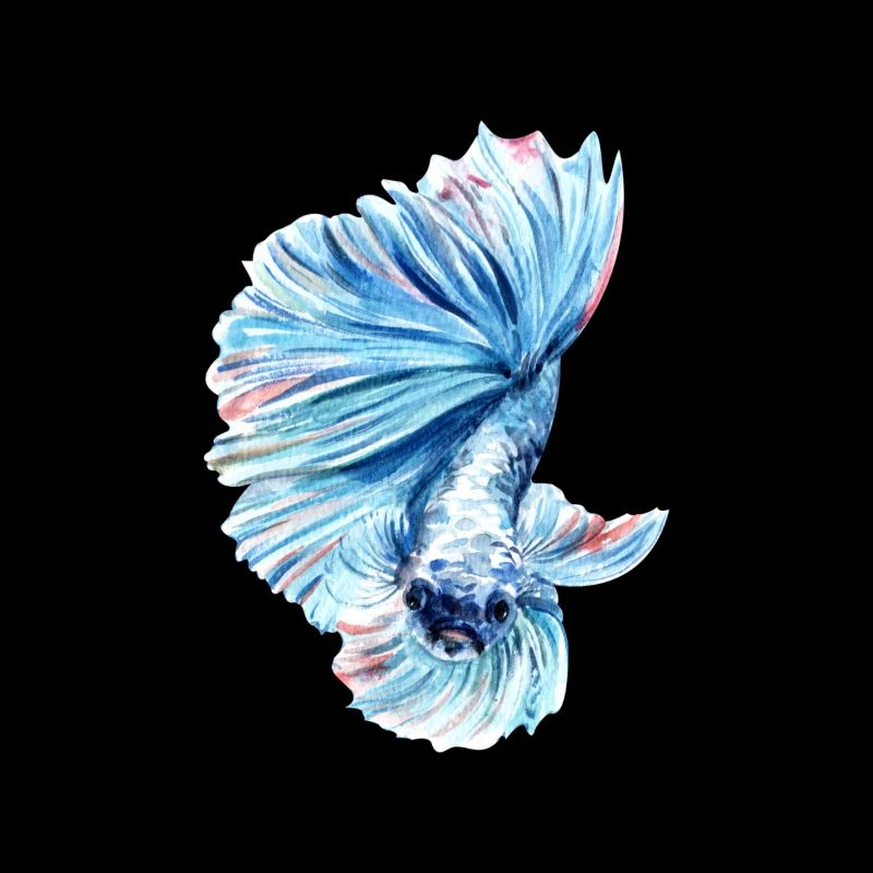 Poisson combattant