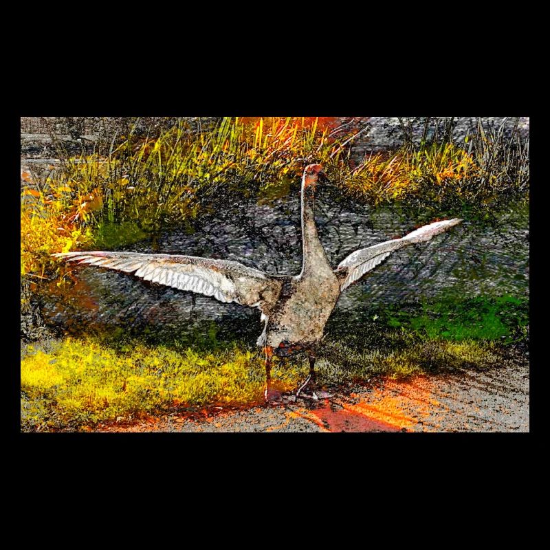 junger Schwan