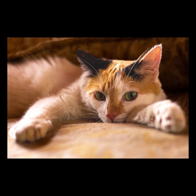 Die Katze