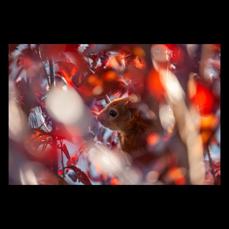 Eichhörnchen im Herbst