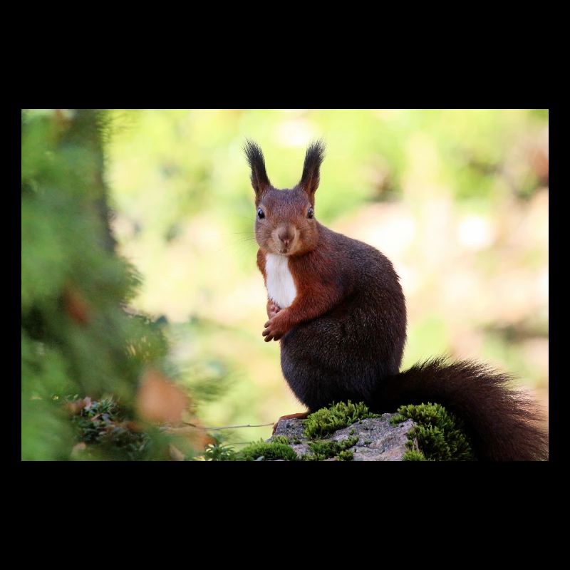 Eichhörnchen
