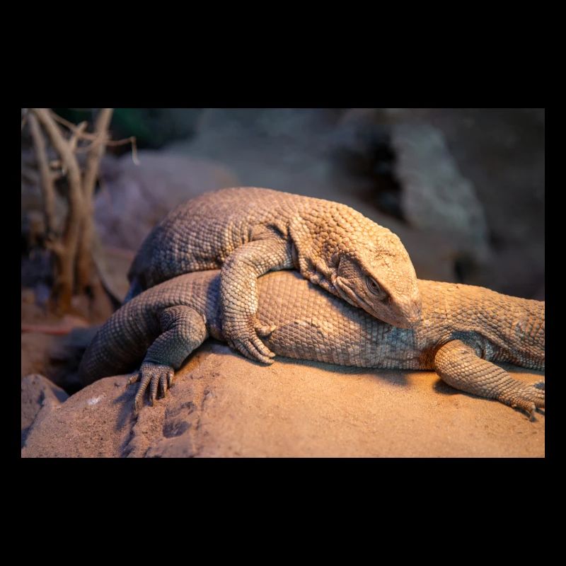 Mexican beaded lizard (Skorpion-Krustenechse)