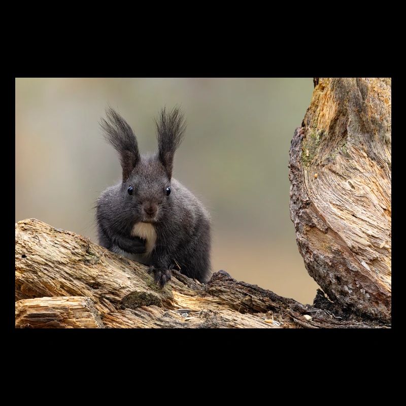 Oachkatzl / Eichhörnchen