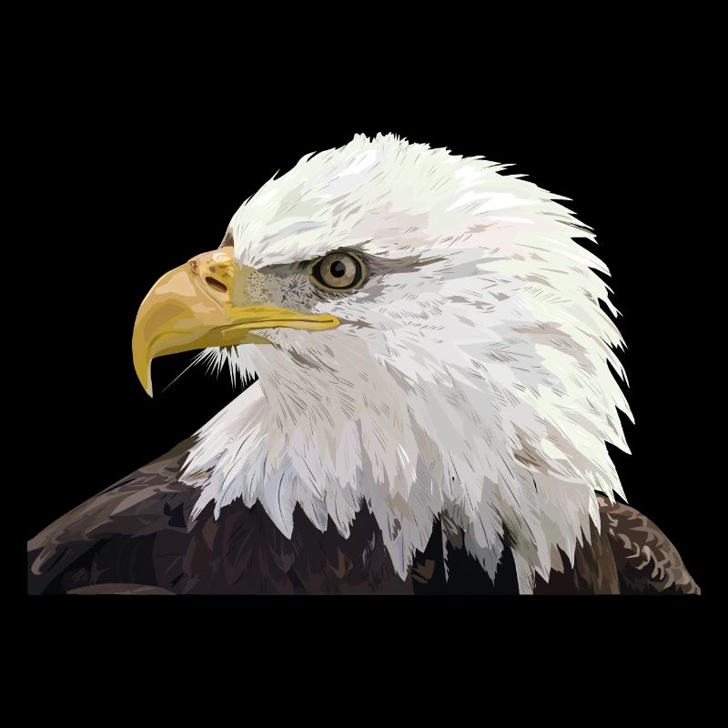Bald eagle
