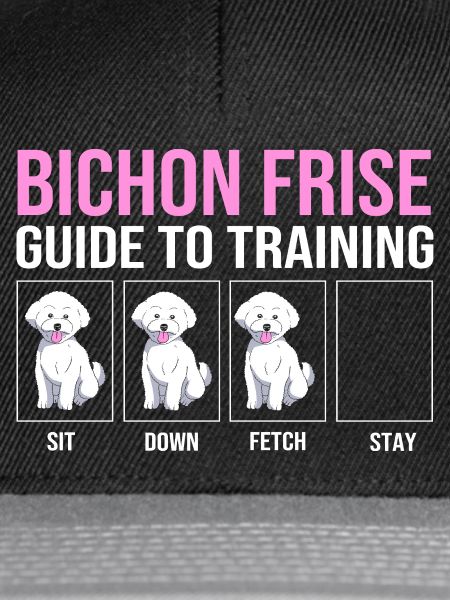 Bichon Frise
