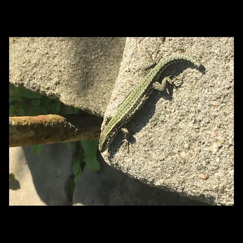 Eidechse, Reptil