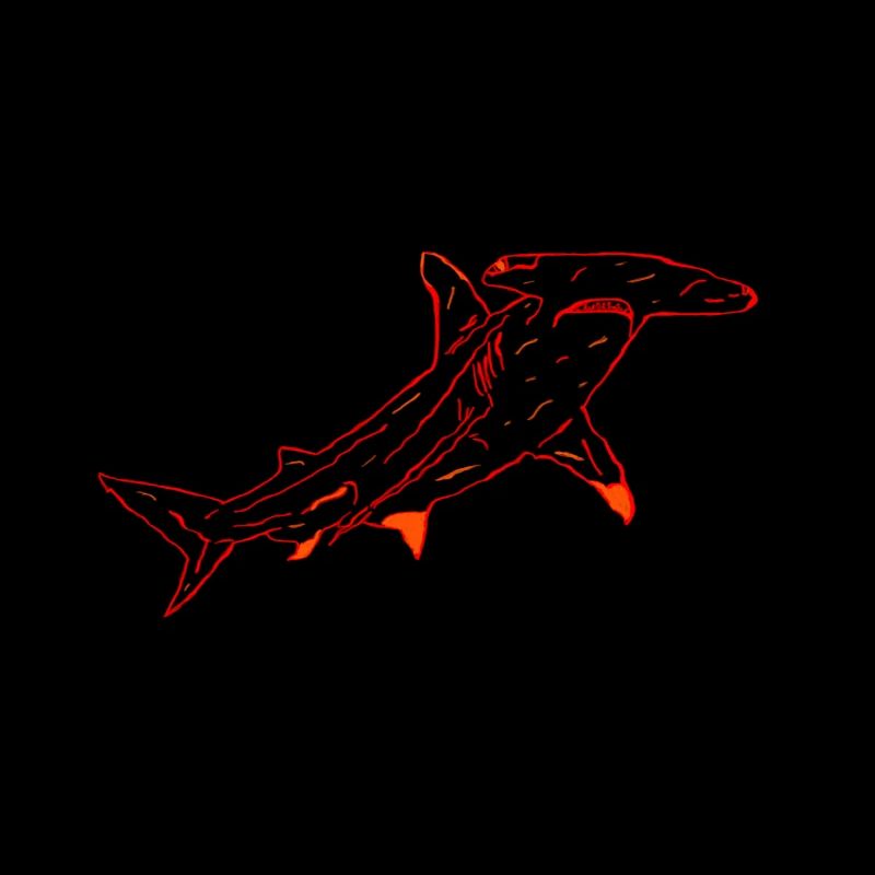 Hammerhai