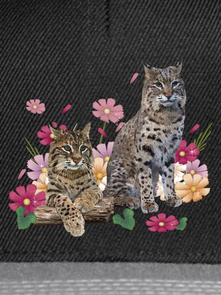 Luchs
