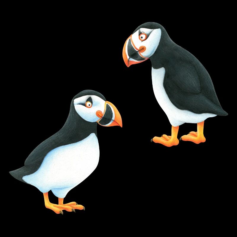 Puffin