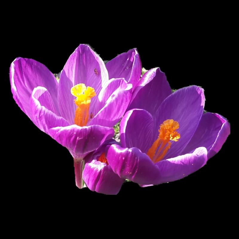 fleurs,fleur,printemps,fleurs,tulipes,crocus