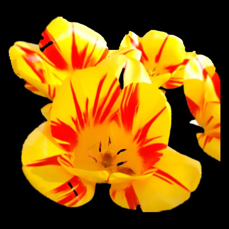 Fleurs,Fleur,Printemps,Fleurs,Tulipes