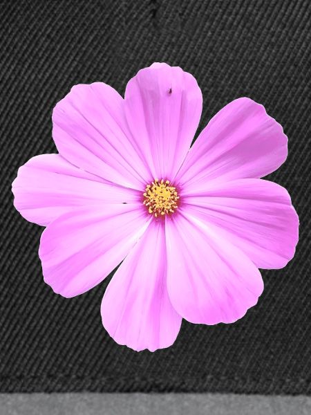 Blume