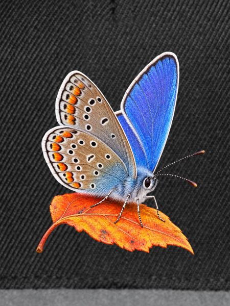 Schmetterling Hauhechel Blaeuling
