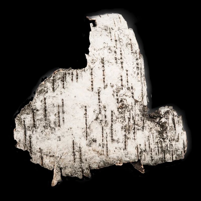 Birch bark tree