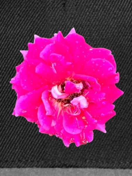 Pop Art Rose