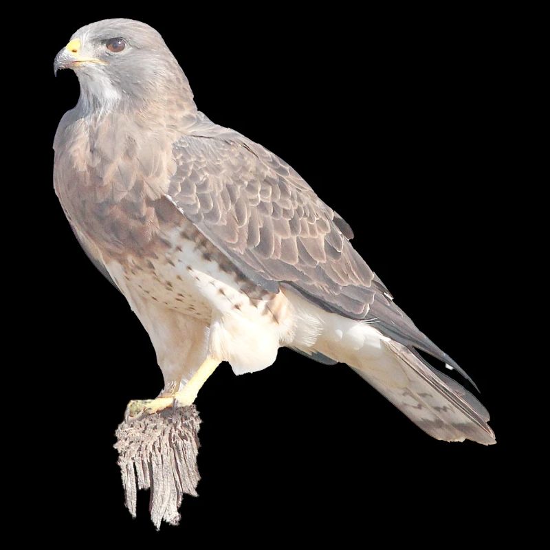 Rapace