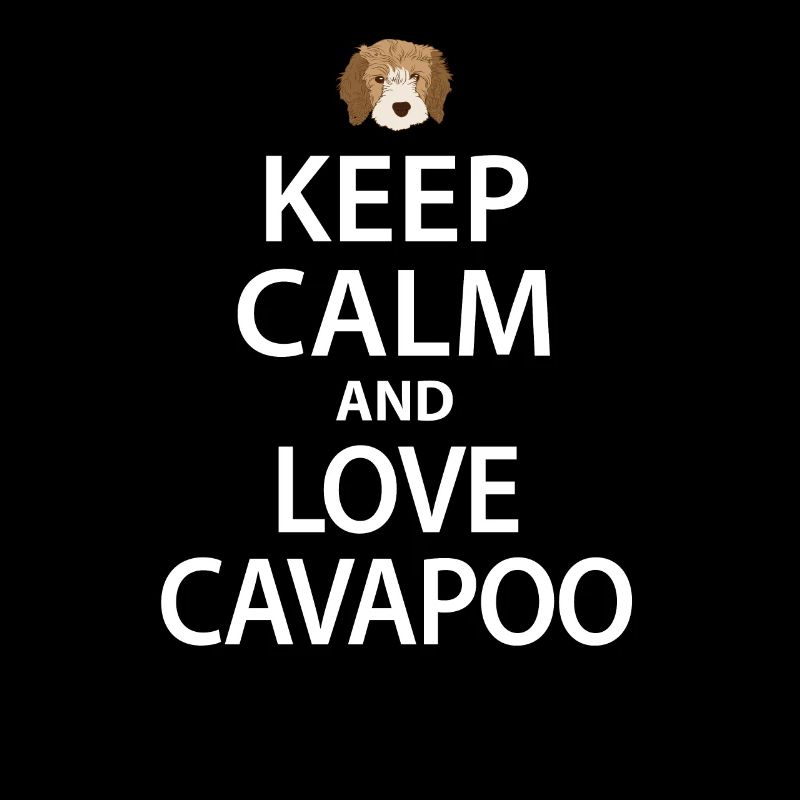 Cavapoo dog
