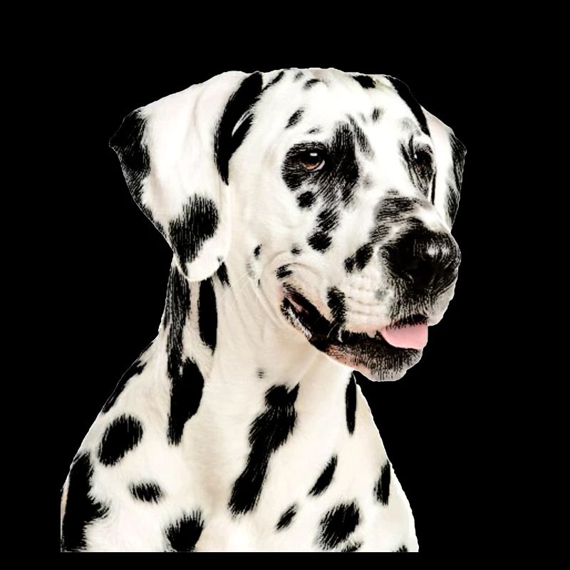 dalmatien