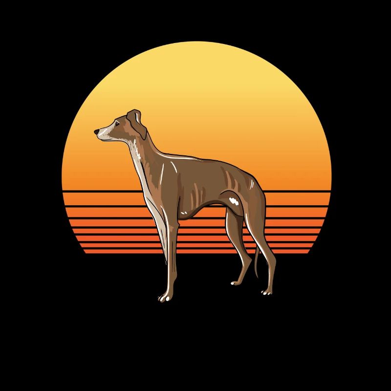 Soleil de lévrier
