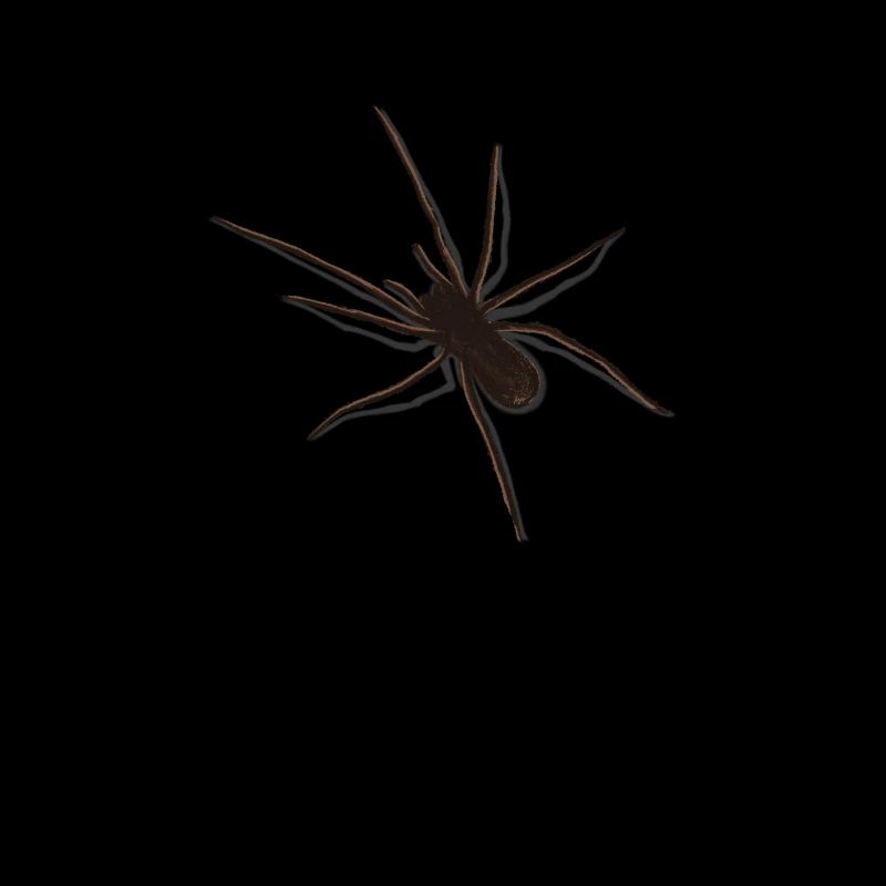 Araignée 3D