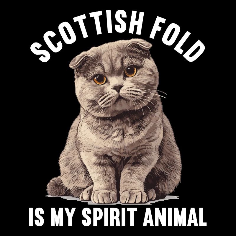 Scottish Fold Kitten Scottish Fold Cat