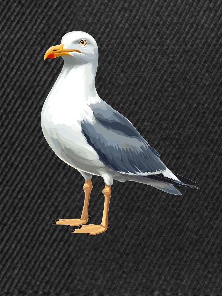 Möwen Möwe
