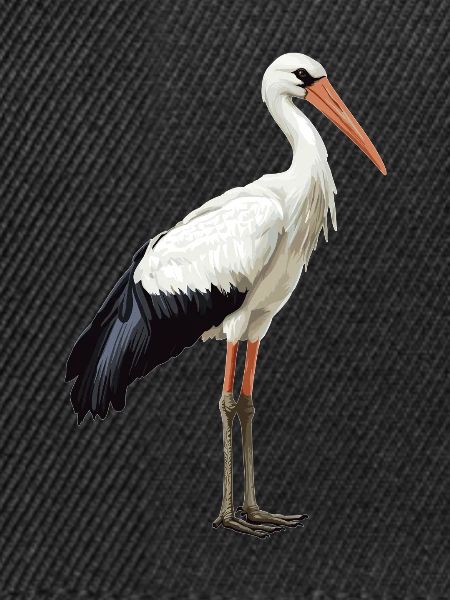 Störche Storch