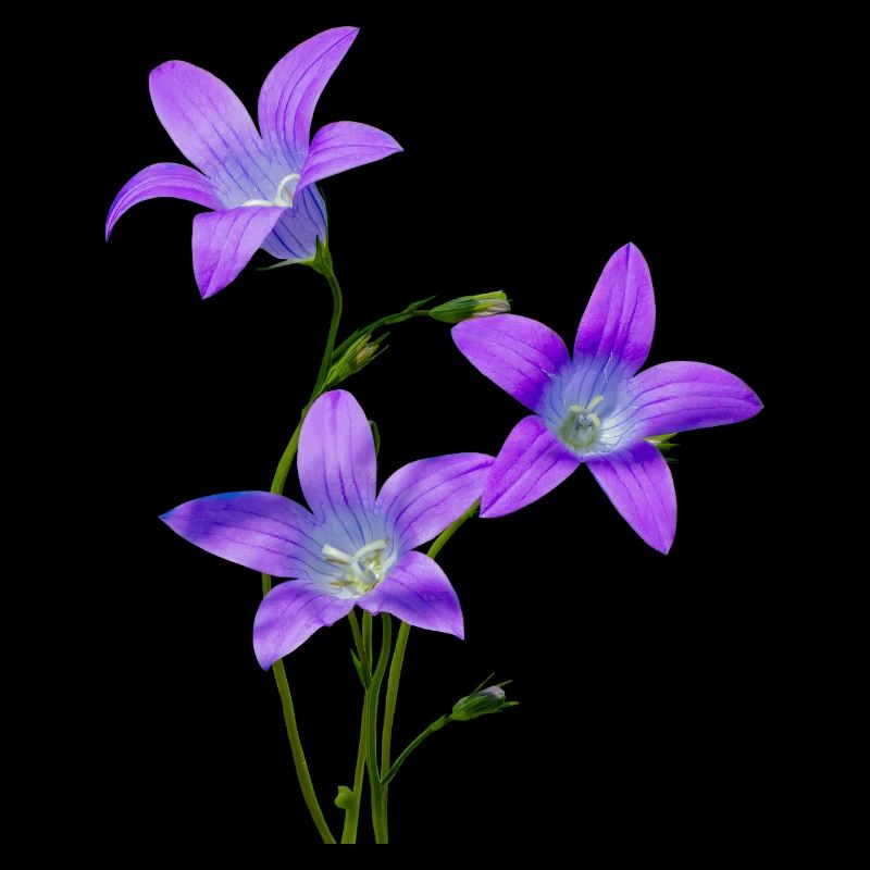 Bluebells