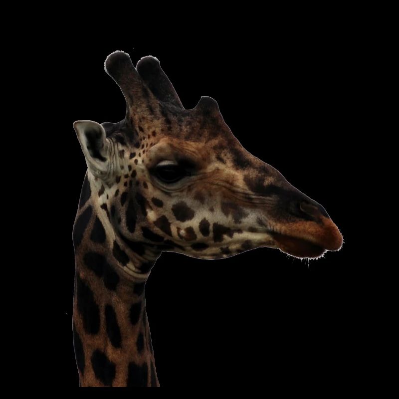 Porträt einer Giraffe