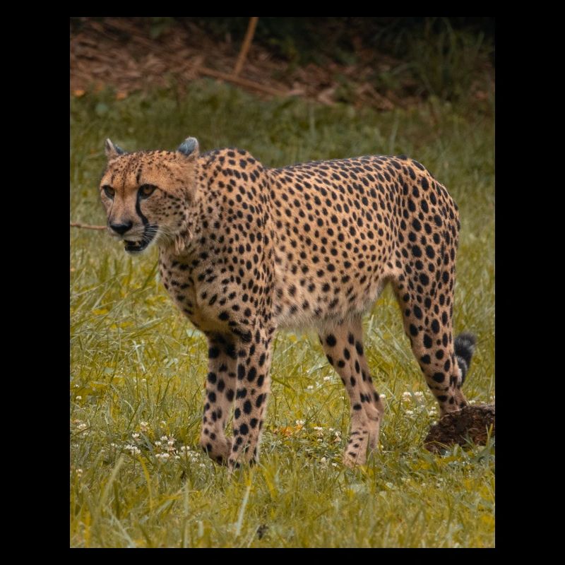 Gepard