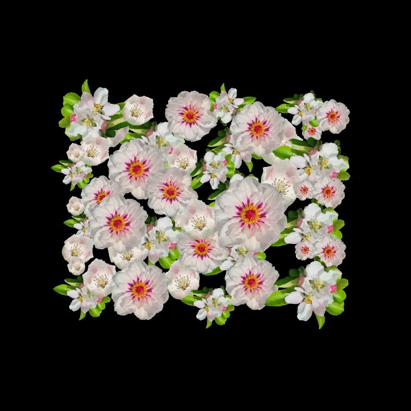 Insider Tip Pink Blossoms Blossom Magic Flowers Spring