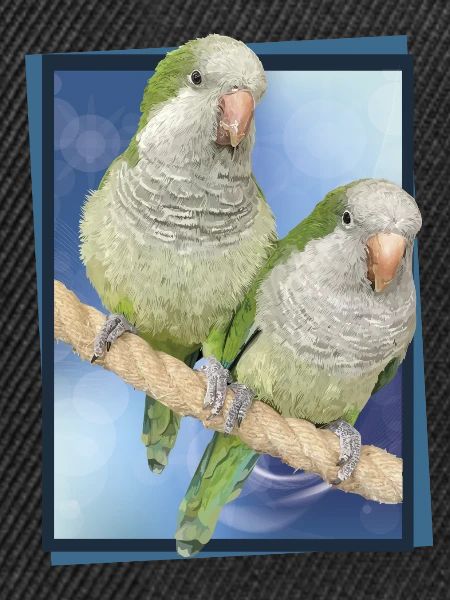 Argentine Parakeet