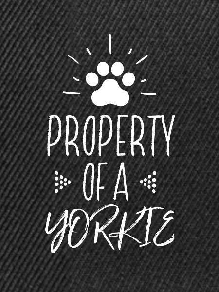 Eigentum eines Yorkie