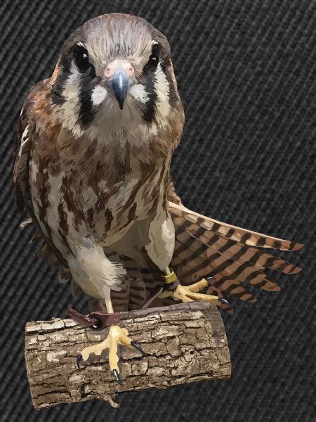 Turmfalke