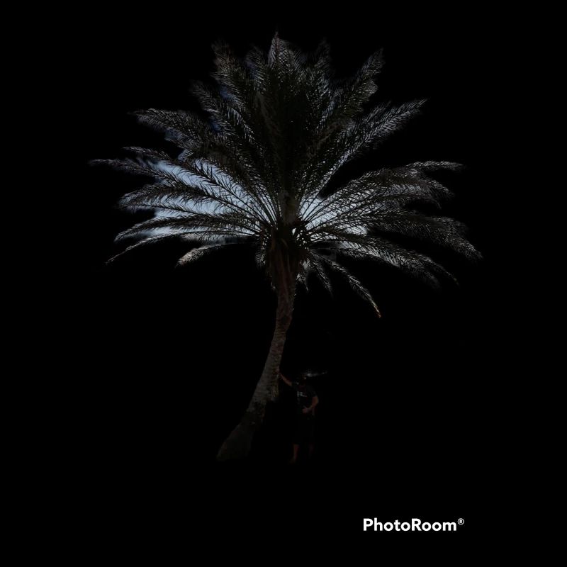 Palme